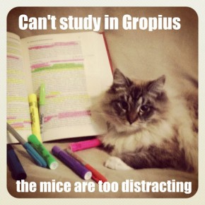 Can't Study in Gropius