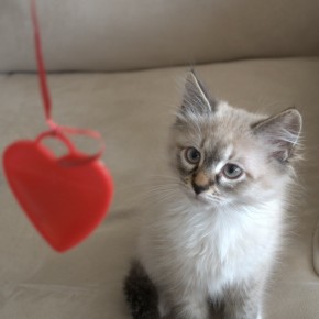 Happy Valentine's Day!