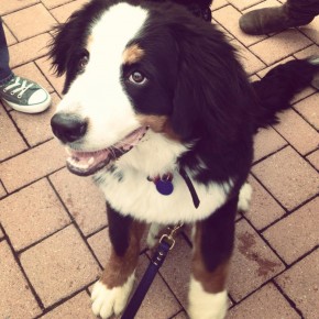 adorable